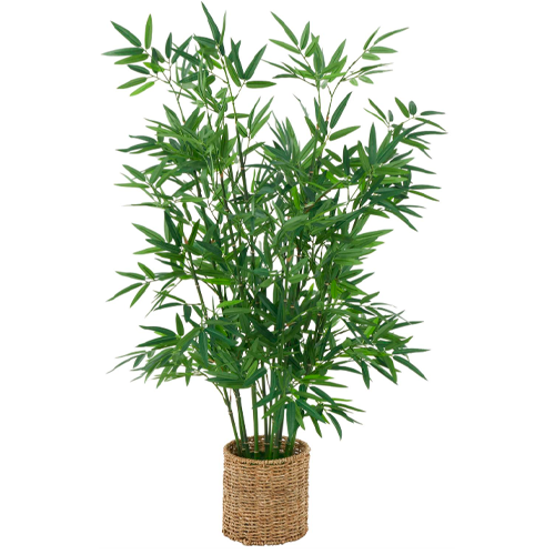 Árbol Papiro