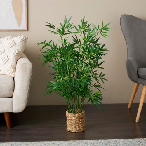 Árbol Papiro