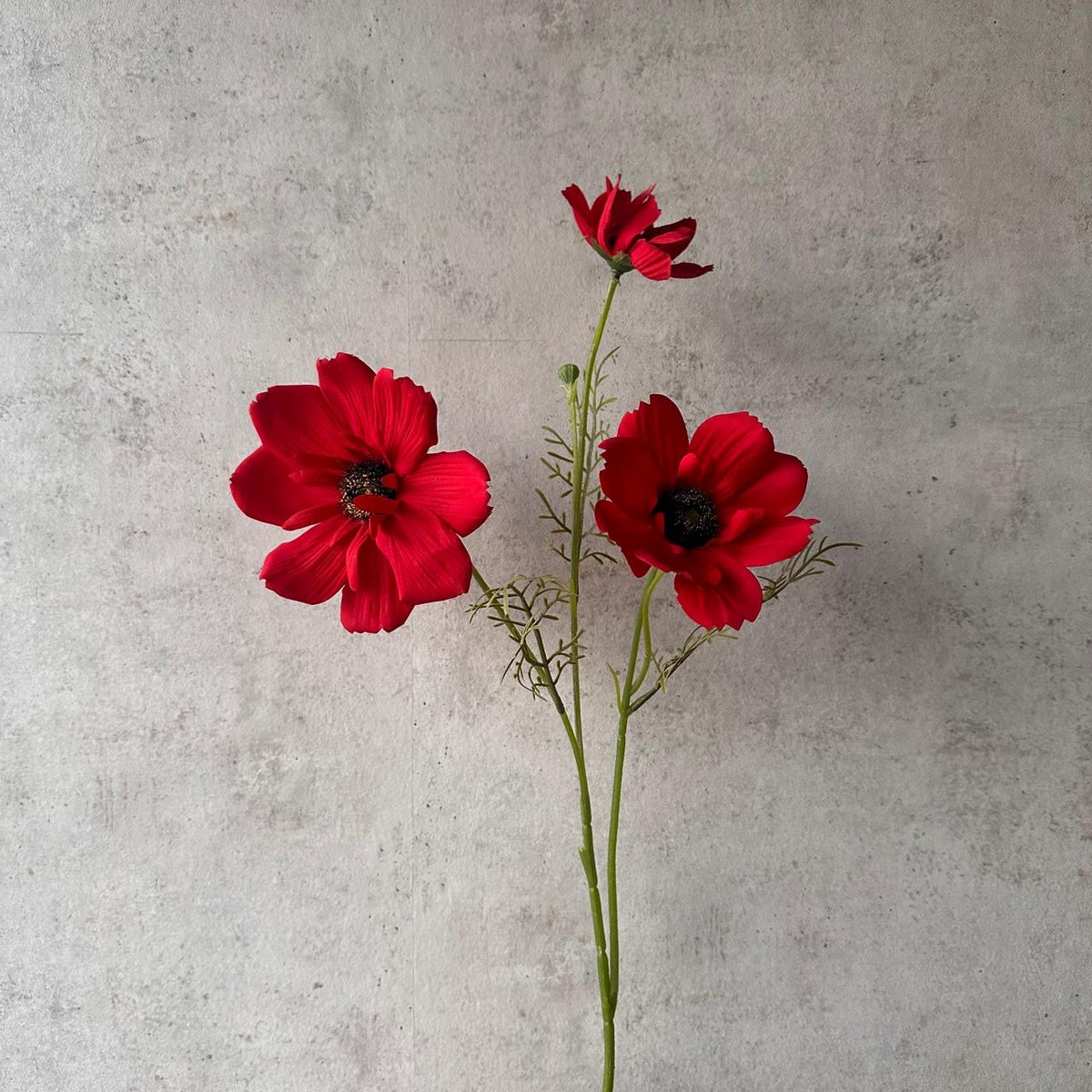 Flor Cosmos Roja