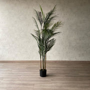 Palmera Areca Hoja Fina 150 CM