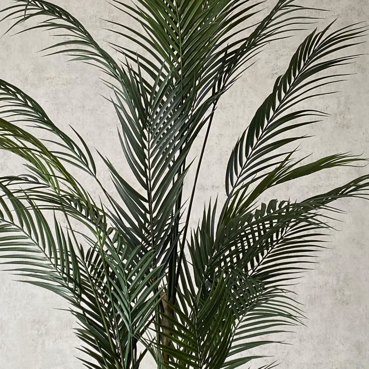 Palmera Areca Hoja Fina 150 CM