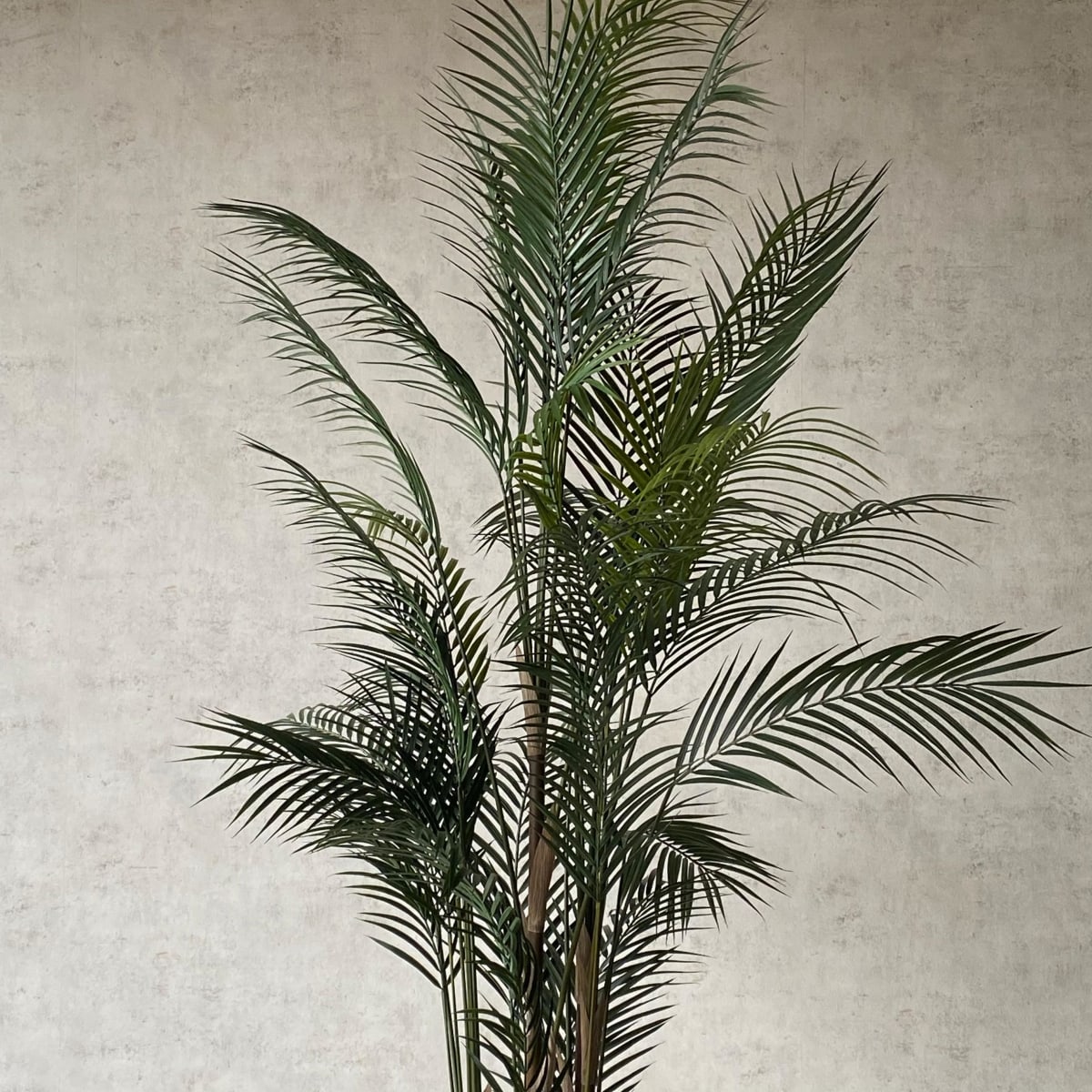 Palmera Areca Hoja Fina 183CM