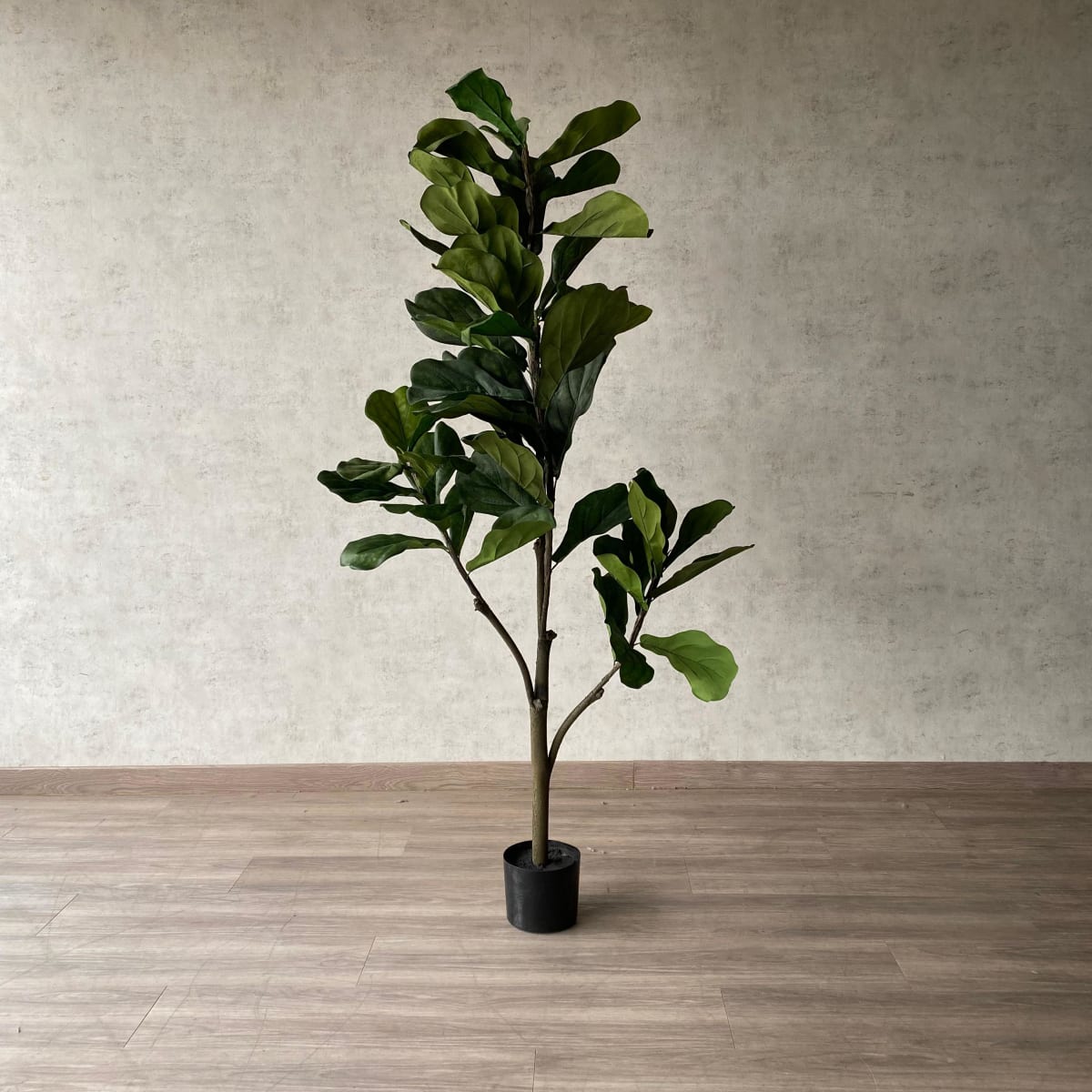 Ficus Lyrata 150cm