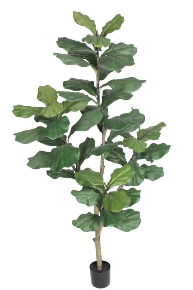 Ficus Lyrata 150cm