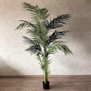 Palmera Areca 210 cm