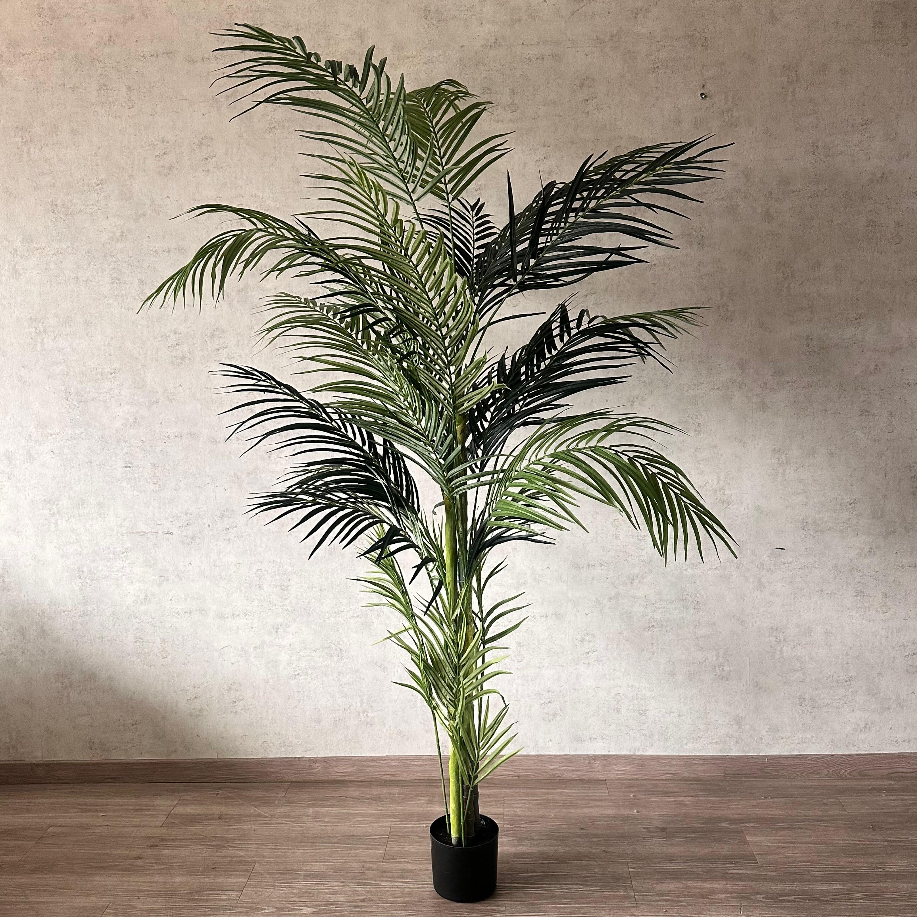 Palmera Areca 210 cm