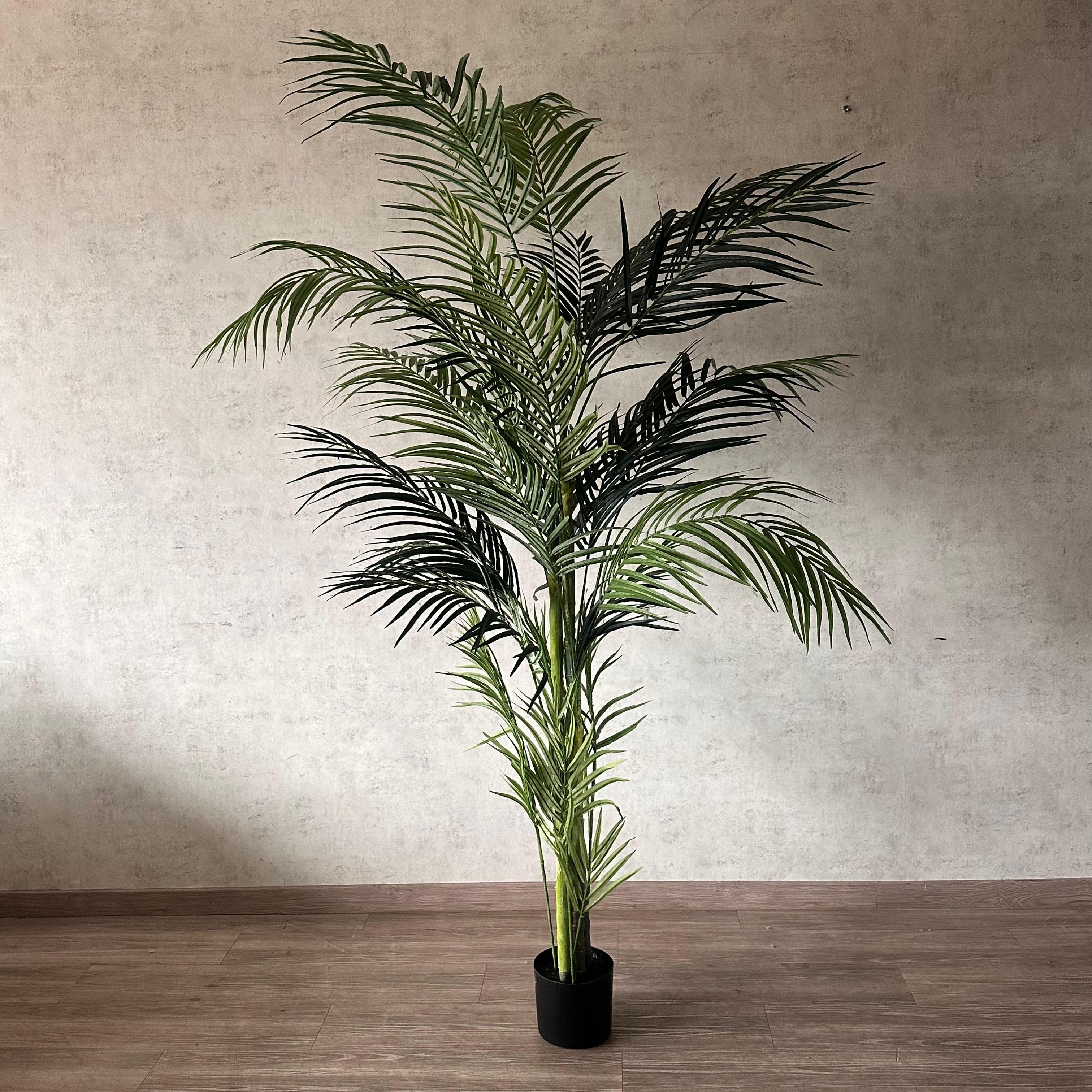 Palmera Areca 210 cm