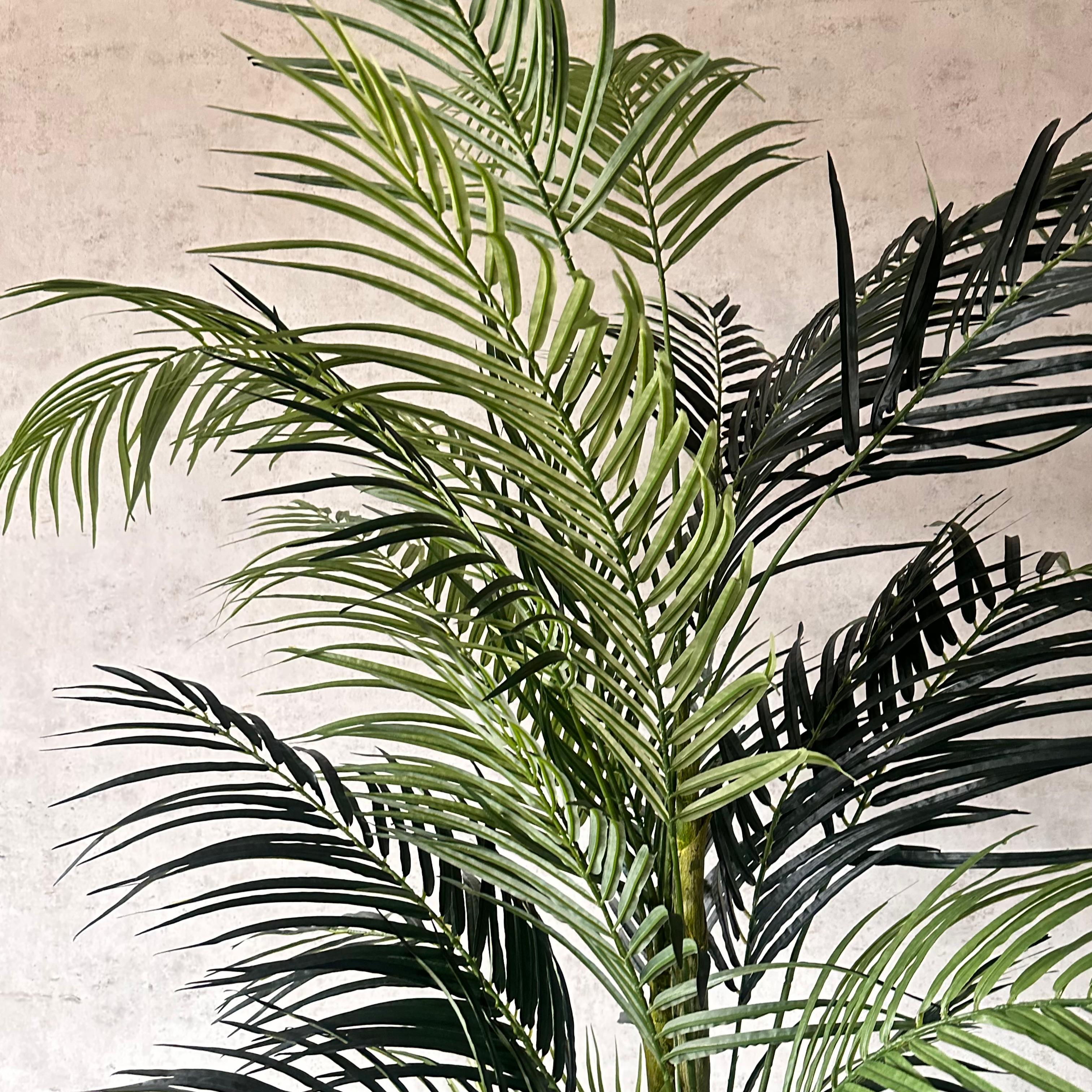 Palmera Areca 210 cm