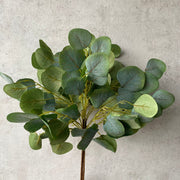 Ramo Eucaliptus hoja