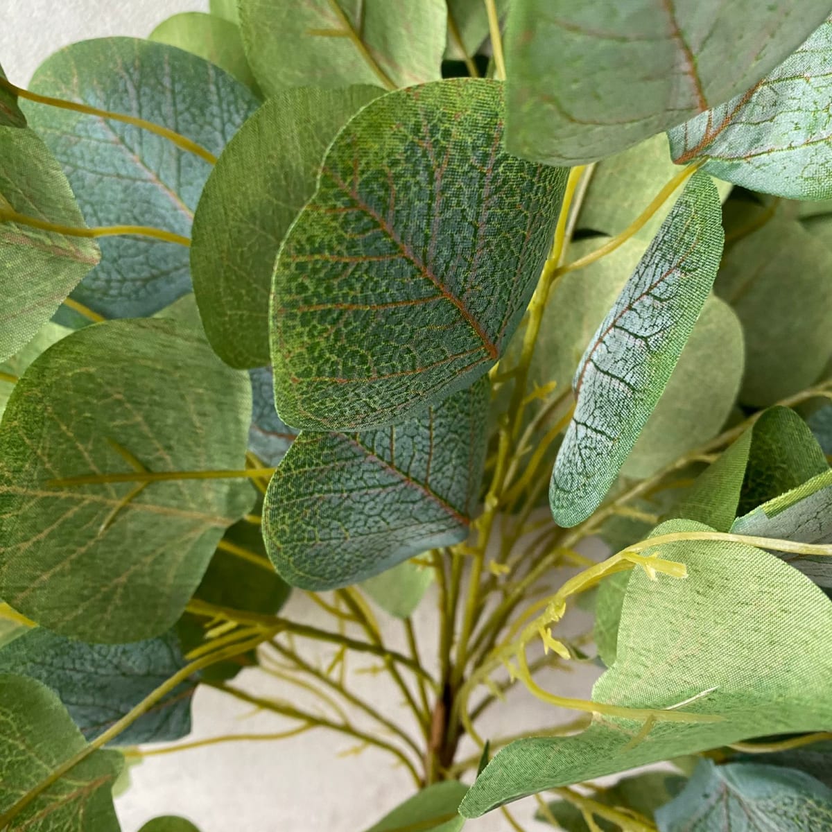 Ramo Eucaliptus hoja