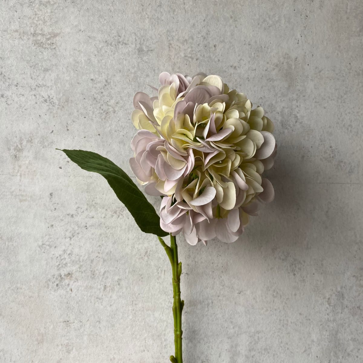 Hortensia Bicolor