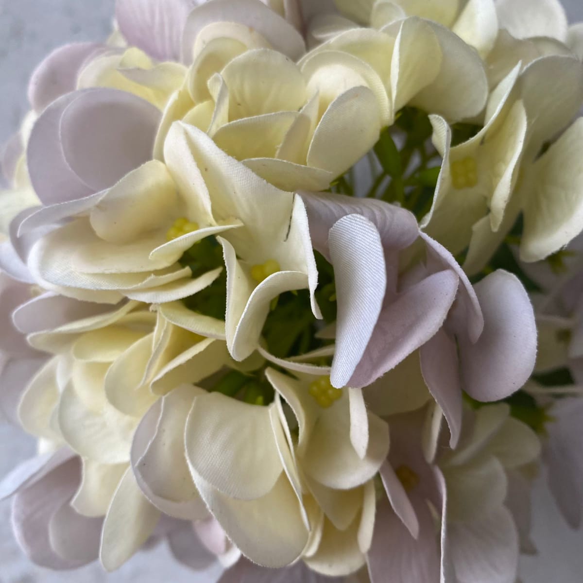 Hortensia Bicolor