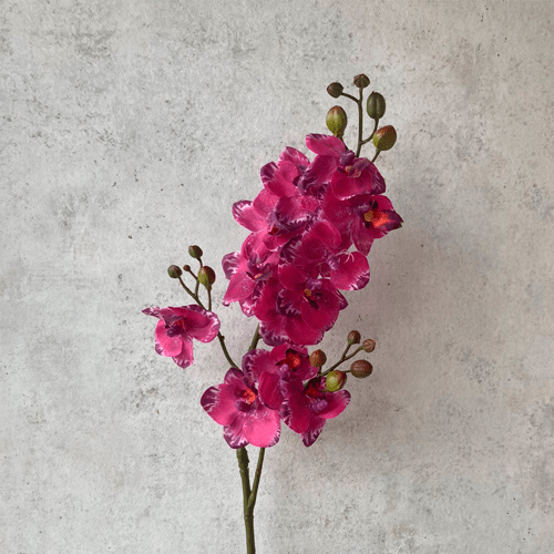 Orquidea Larga Fucsia