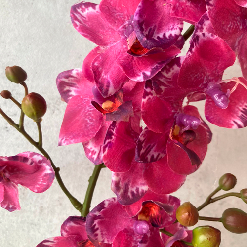 Orquidea Larga Fucsia