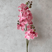 Orquidea Larga Crema