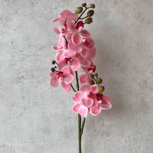 Orquidea Larga Crema