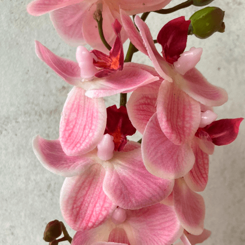 Orquidea Larga Crema