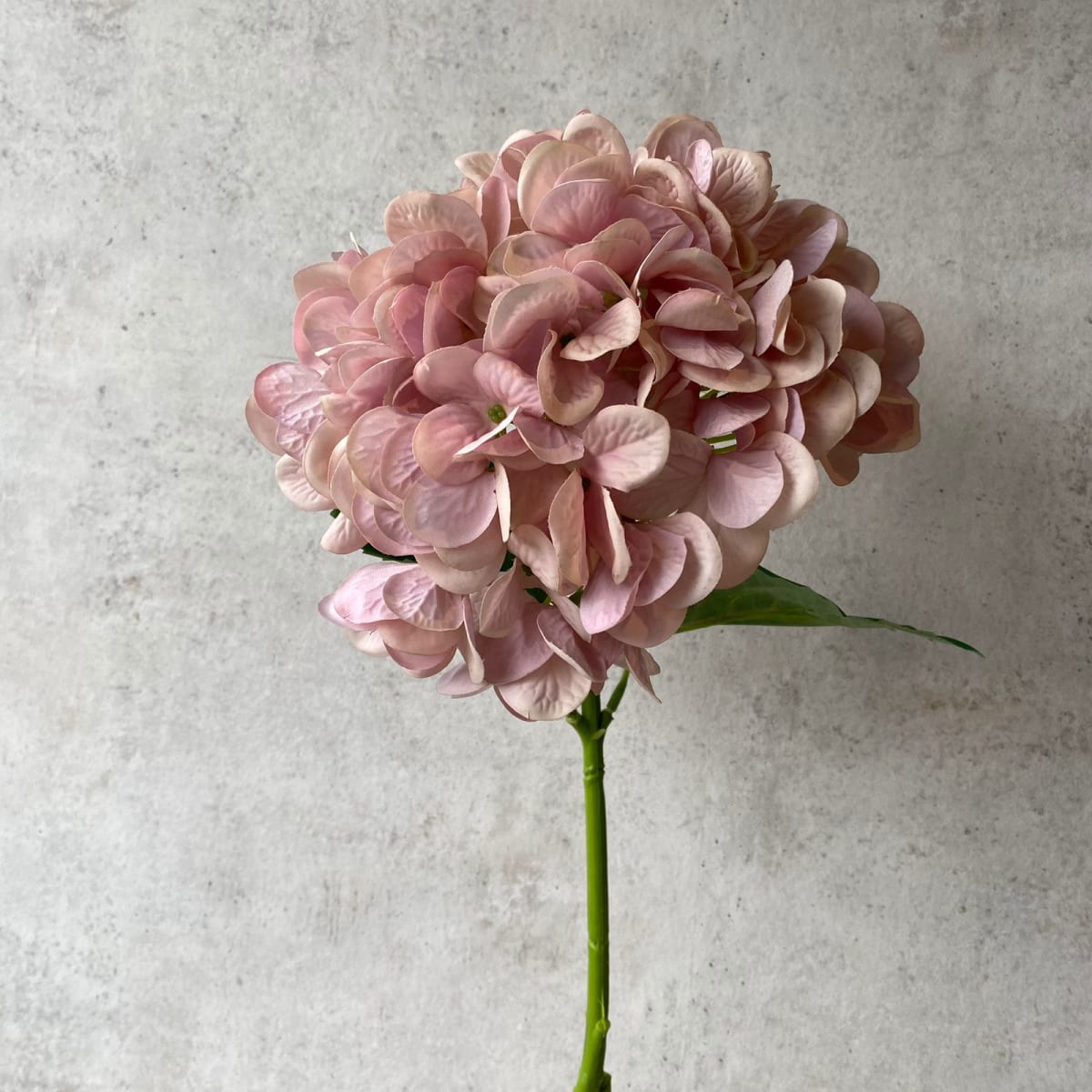 Hortensia rosada full S