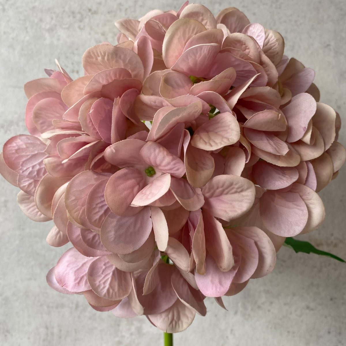 Hortensia rosada full S