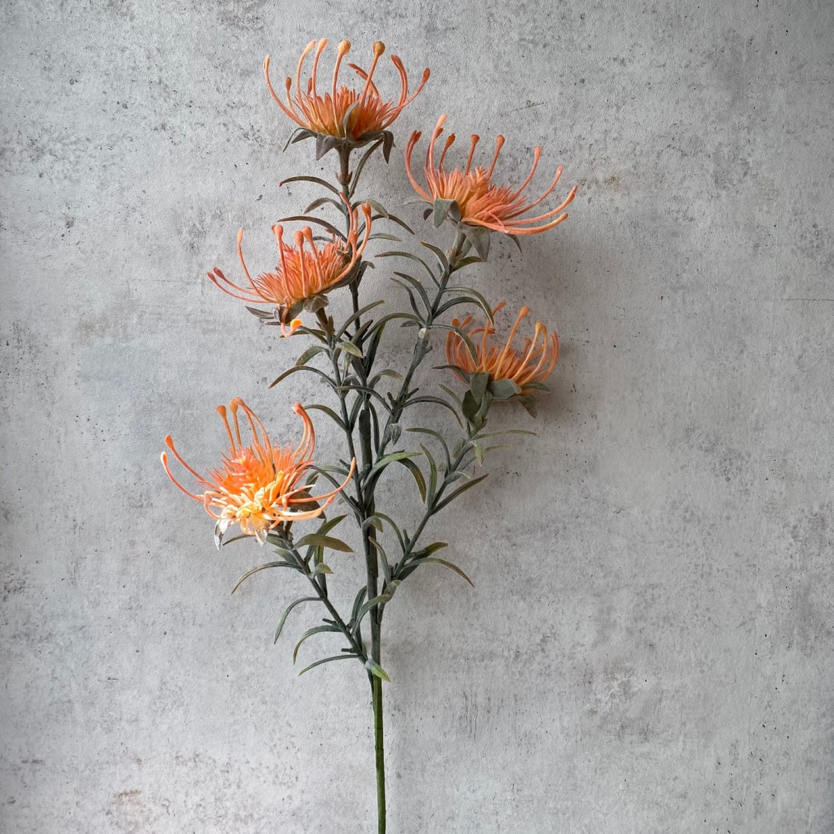Protea Naranja