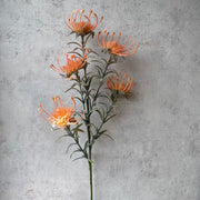 Protea Naranja