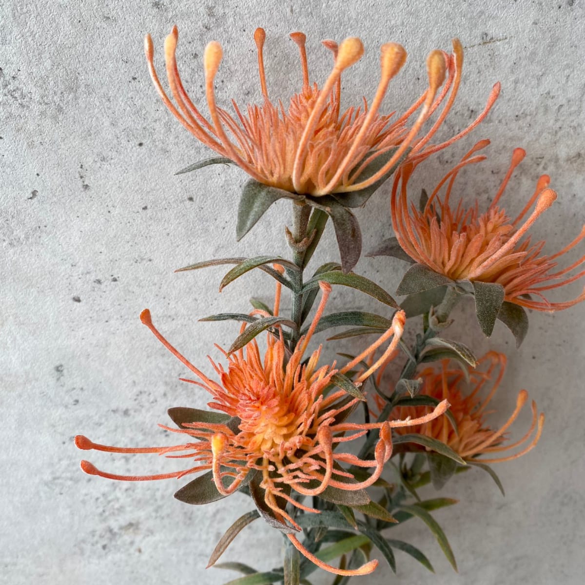 Protea Naranja