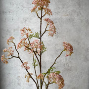 Viburnum Rosa