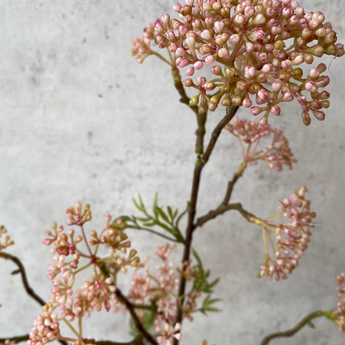 Viburnum Rosa
