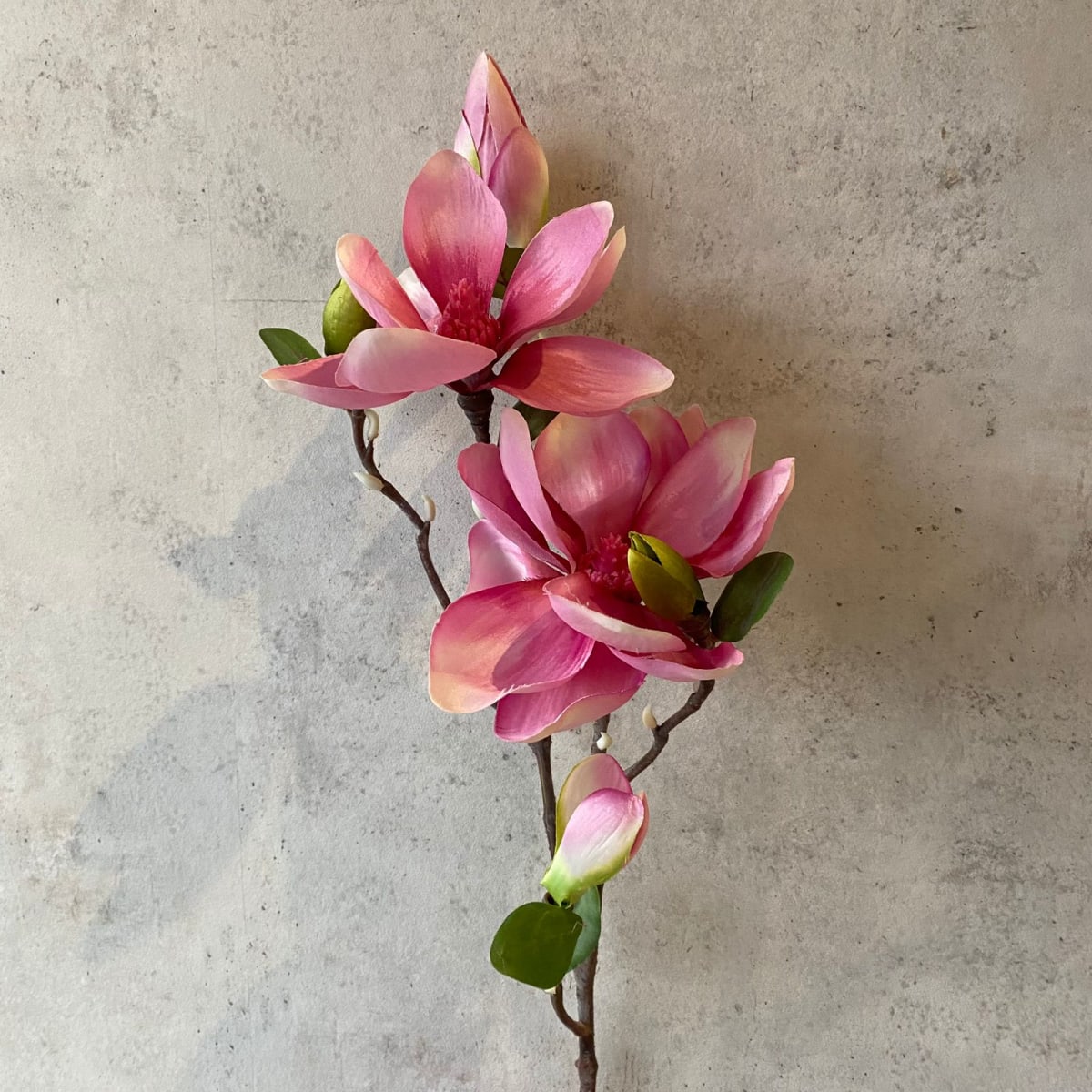 Magnolia B