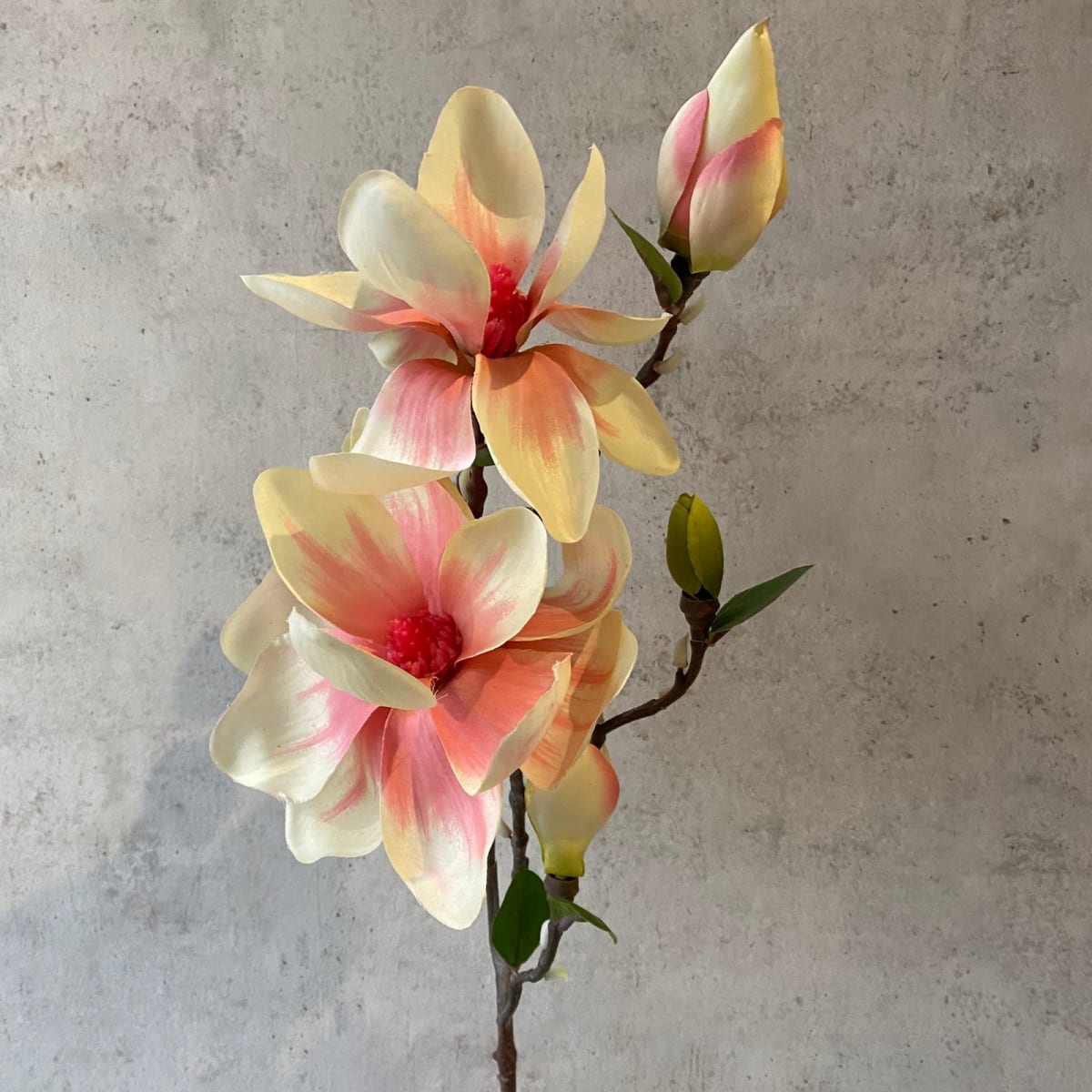 Magnolia A