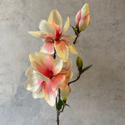 Magnolia A