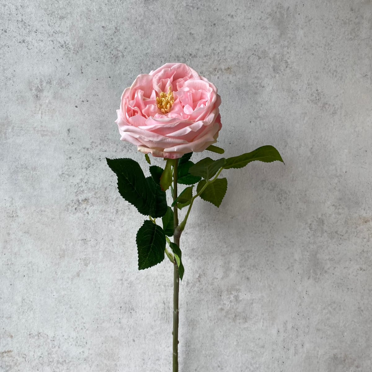 Ranunculo Rosa