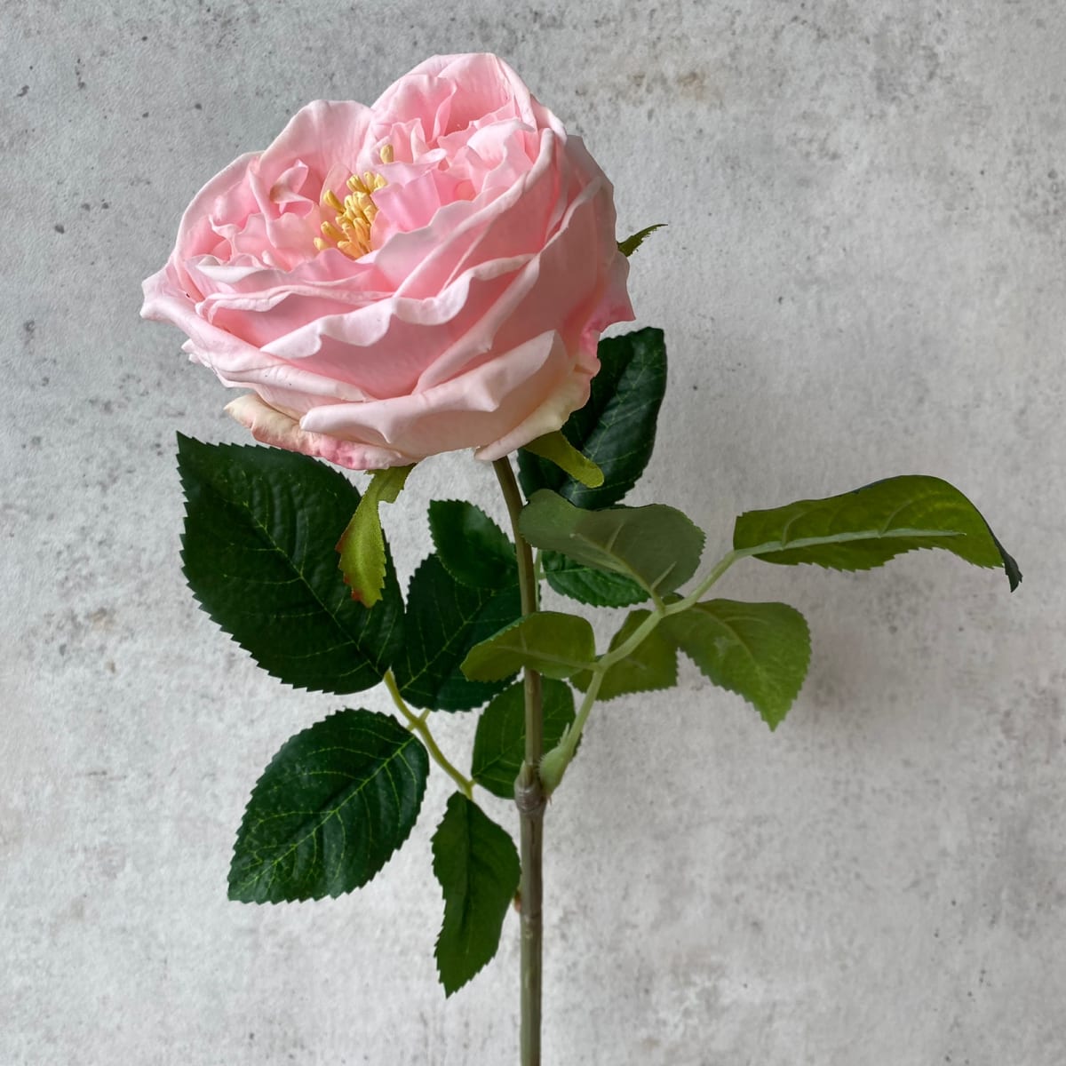 Ranunculo Rosa