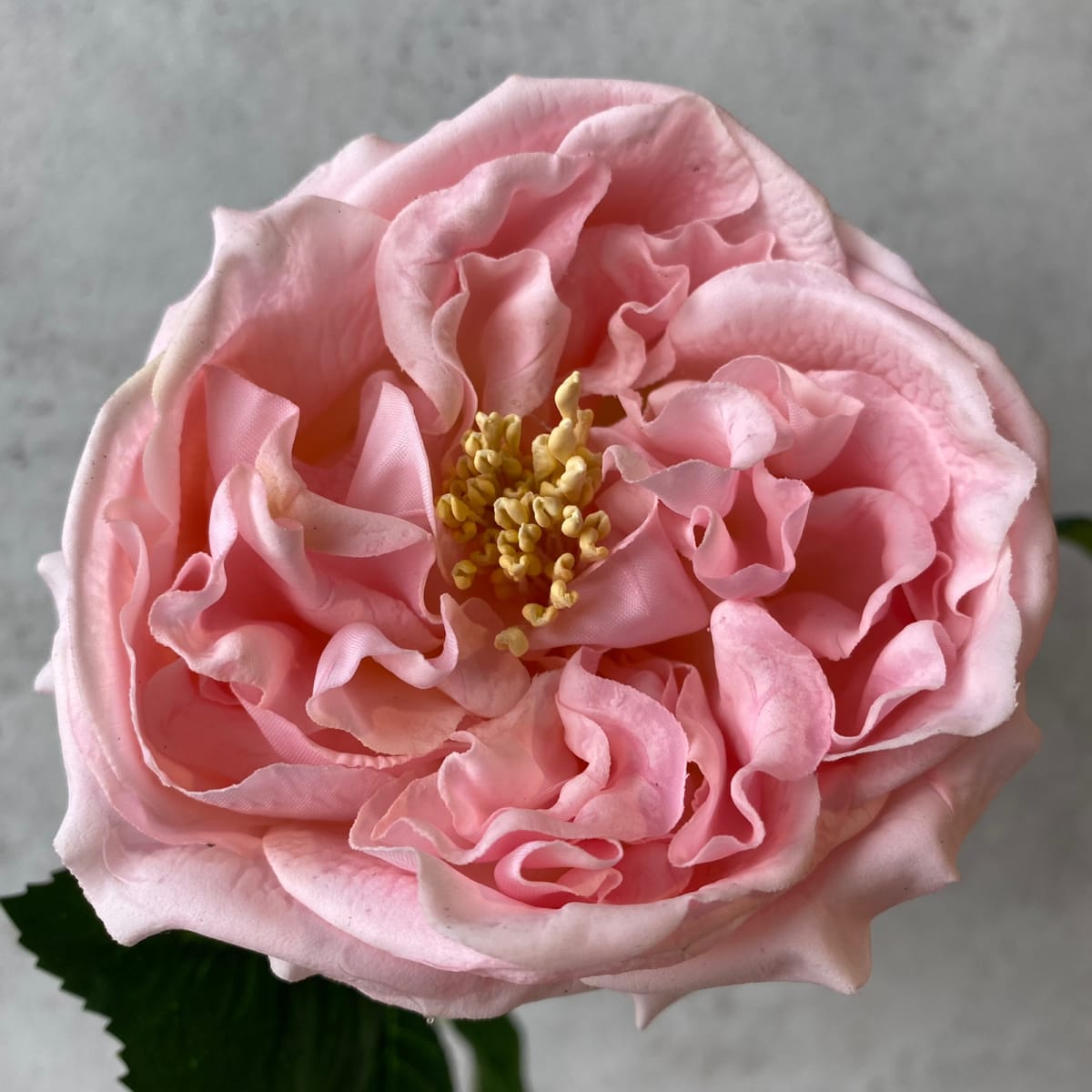 Ranunculo Rosa