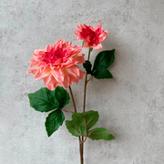 Dahlia Rosa