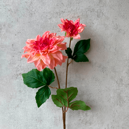 Dahlia Rosa