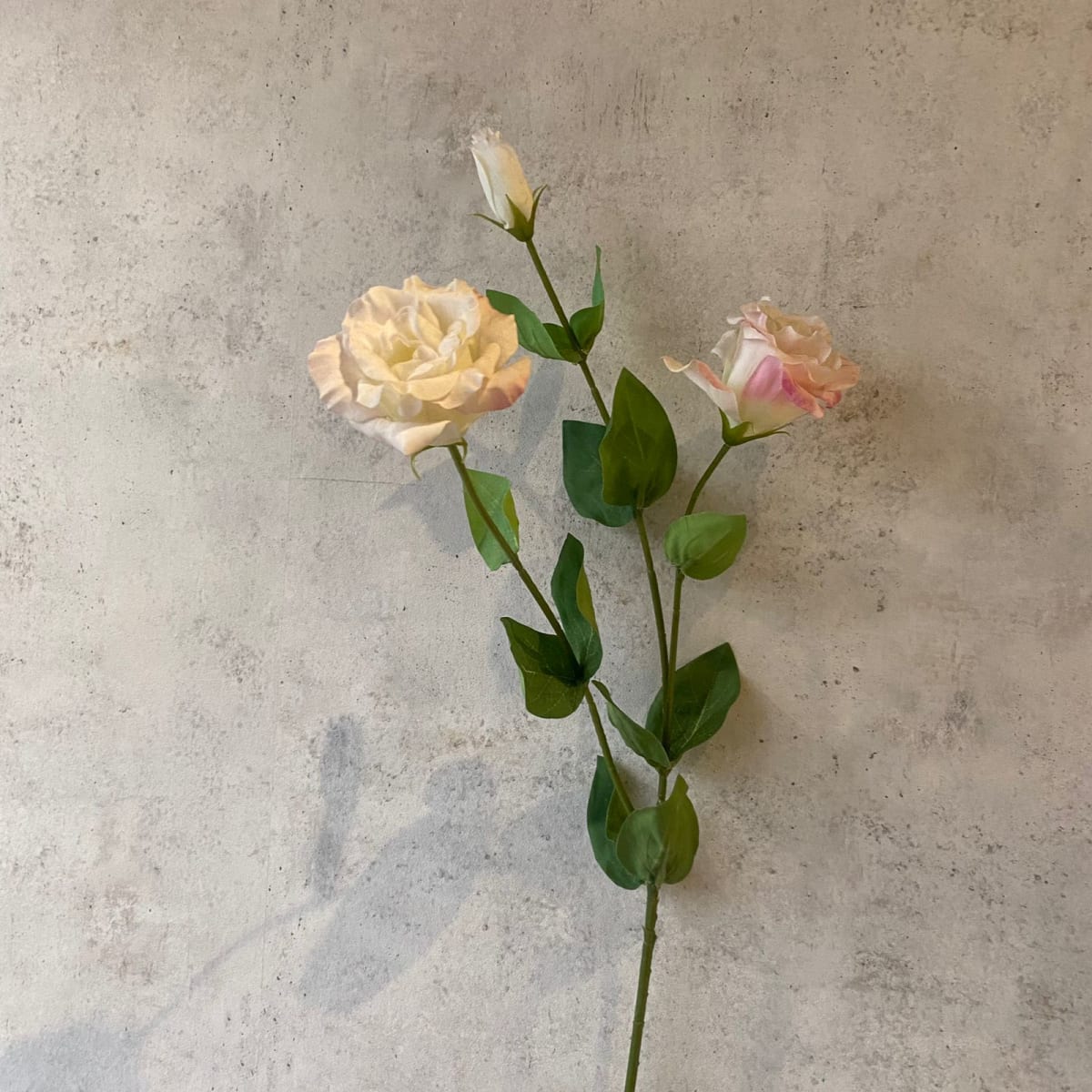 Lisianthus Crema