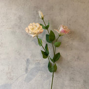 Lisianthus Crema