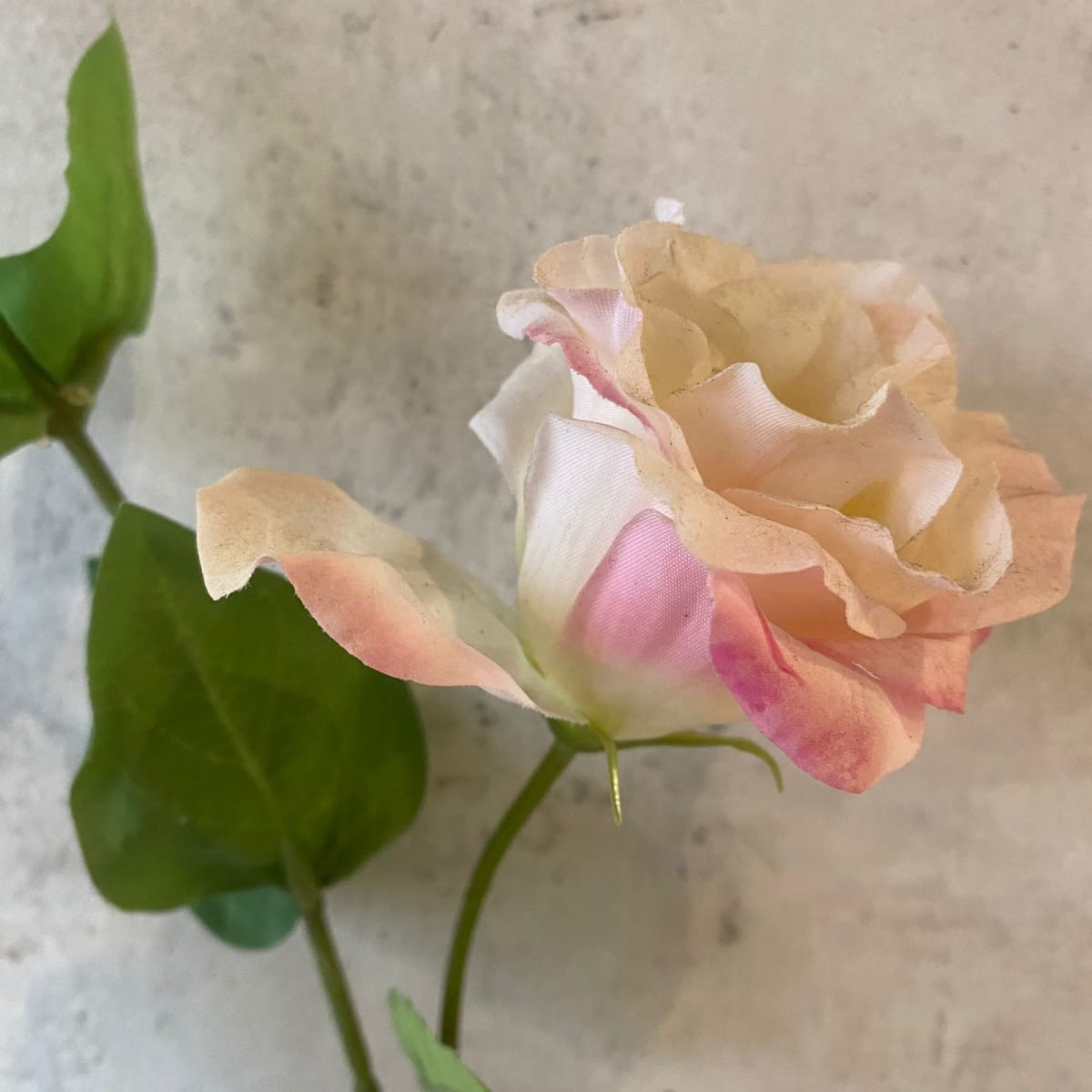 Lisianthus Crema