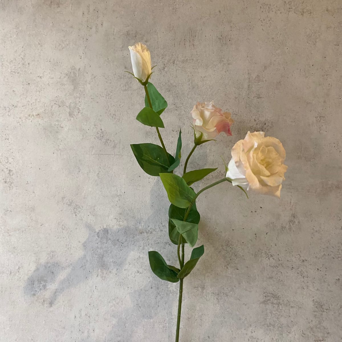 Lisianthus Crema