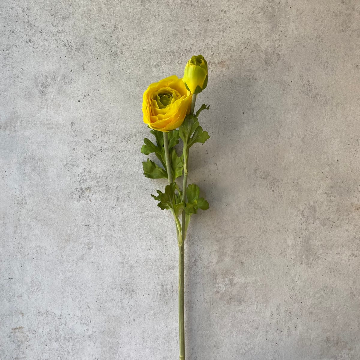 Amapola - Amarilla