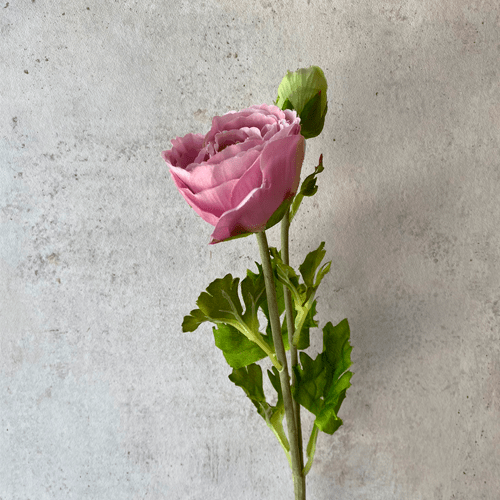 Amapola - Morada