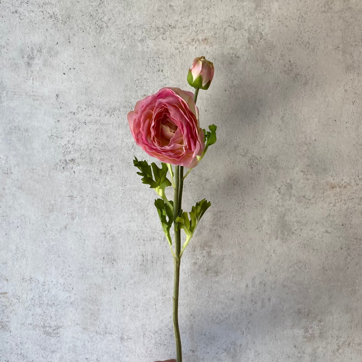 Amapola - Rosada