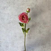 Amapola - Rosada