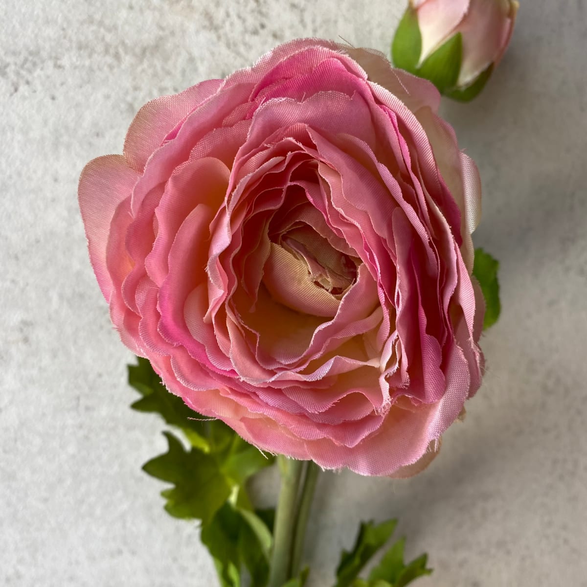 Amapola - Rosada