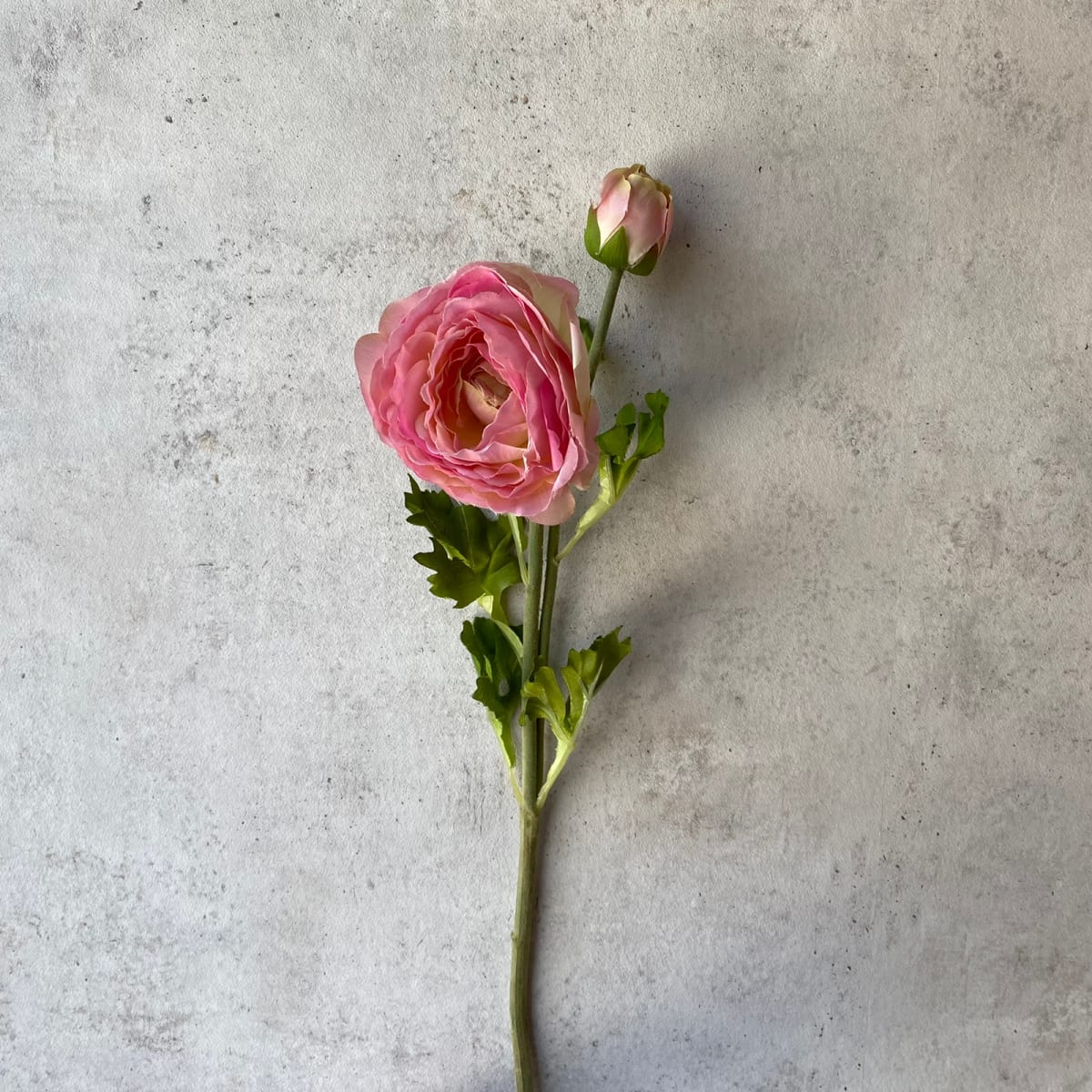 Amapola - Rosada