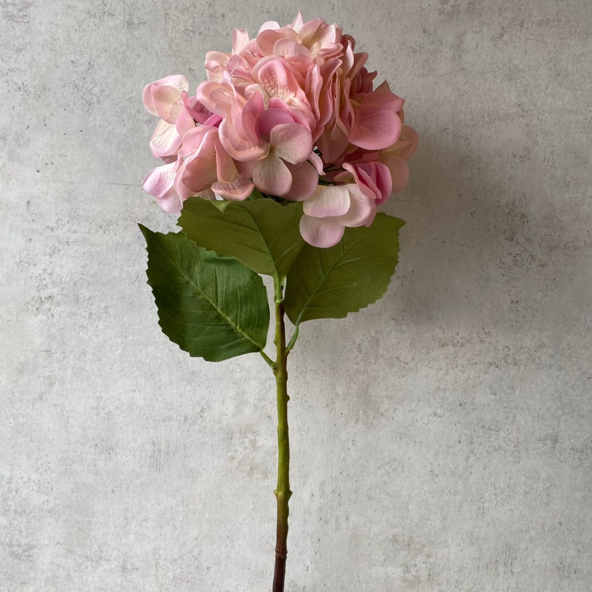 Hortensia rosa L