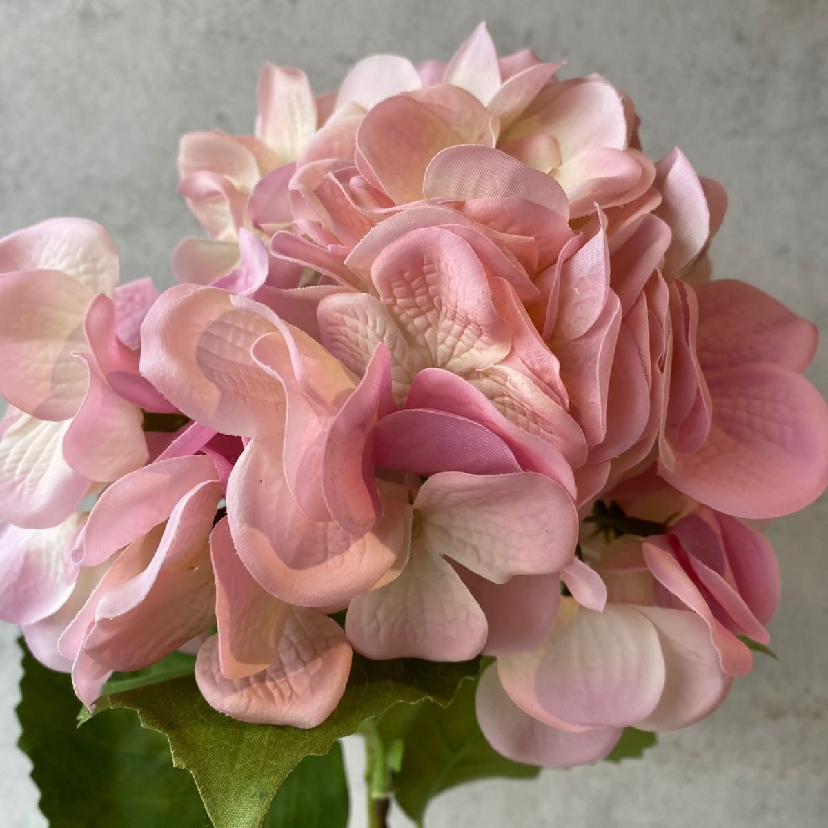 Hortensia rosa L