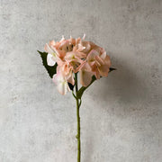 Hortesia rosa palida S