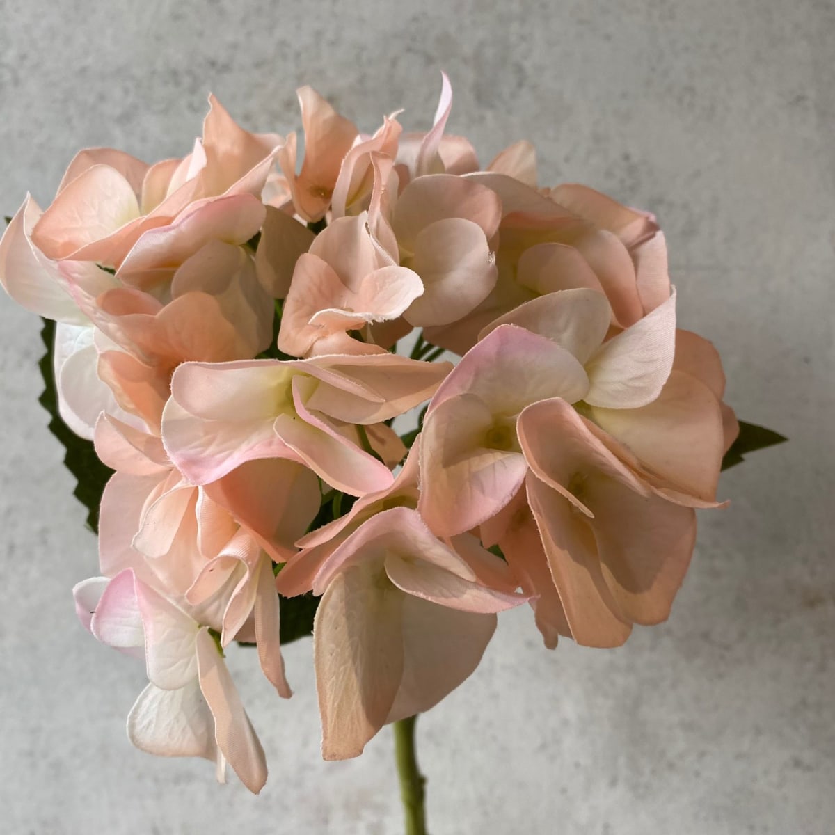 Hortensia Camel S